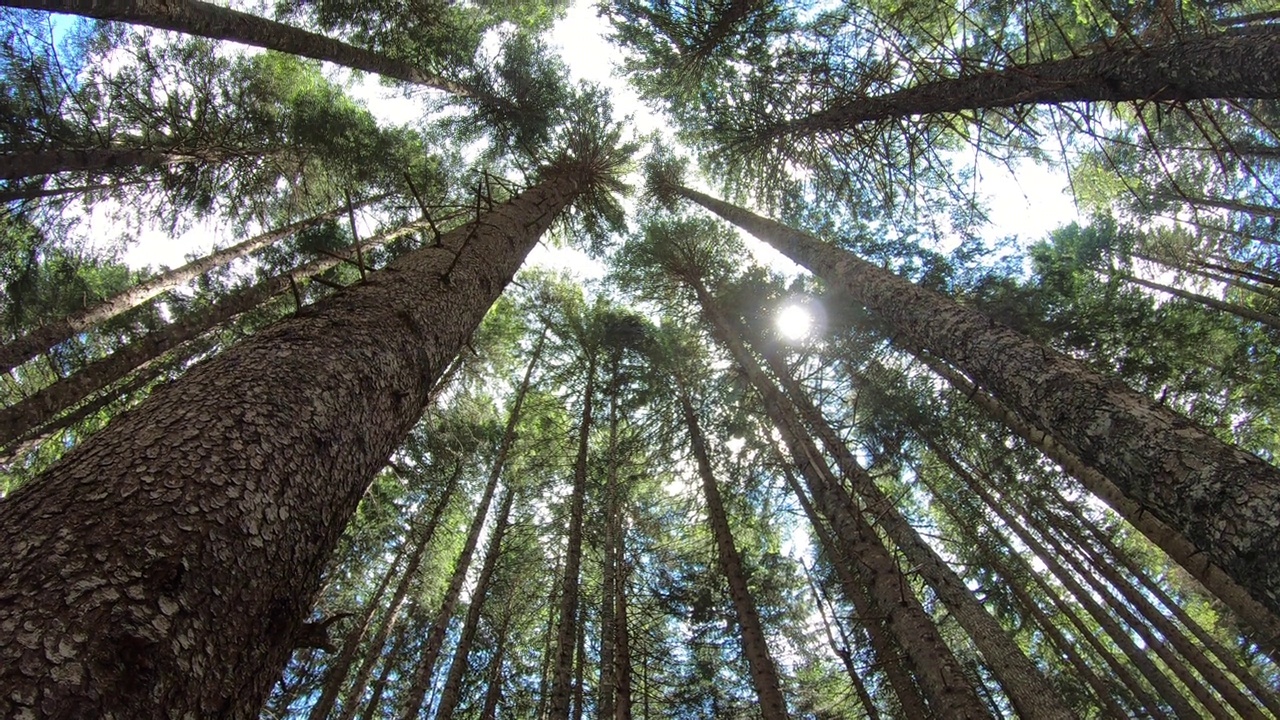 欧洲黑山国家公园森林中的树木视频下载
