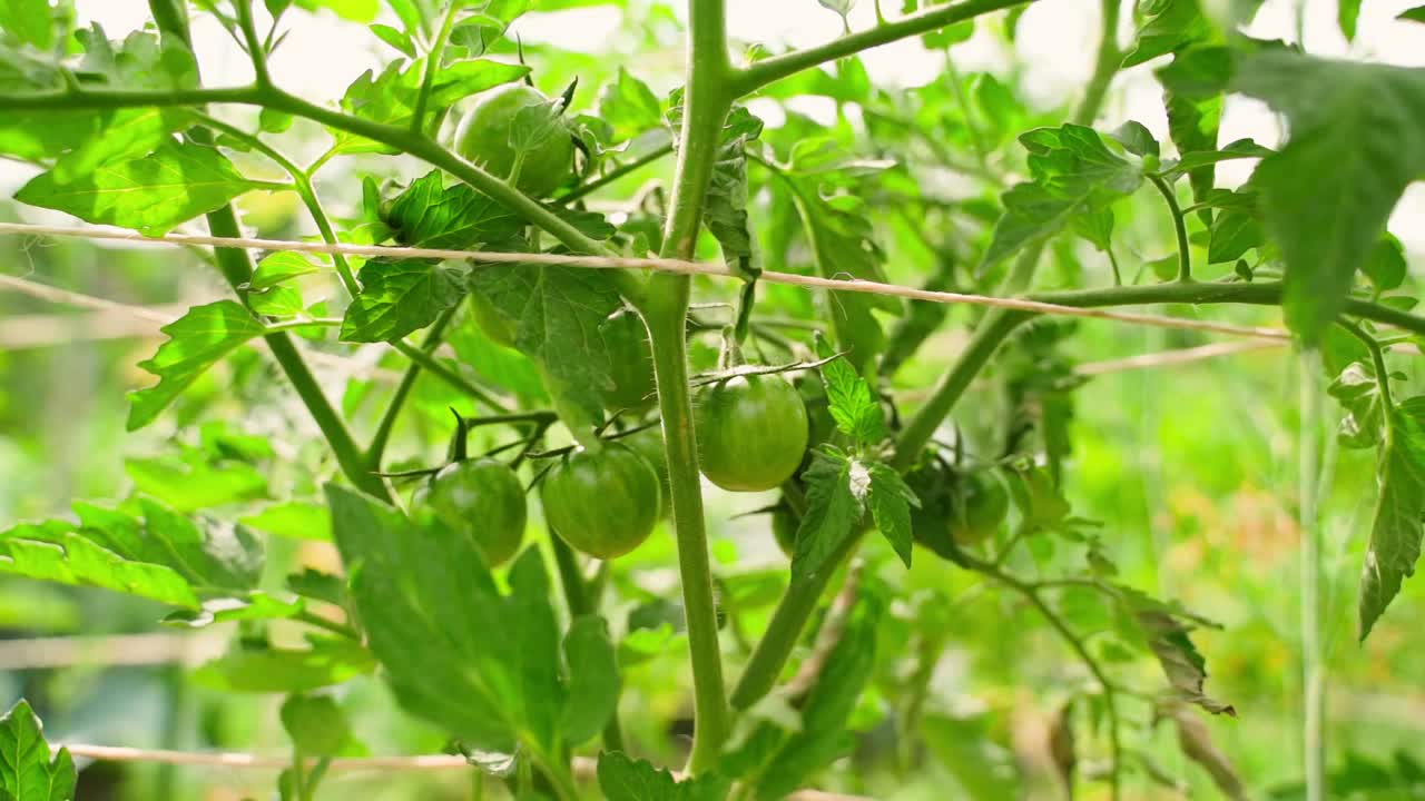 灌木番茄与绿色未成熟的生长蔬菜特写。相机视差视频素材