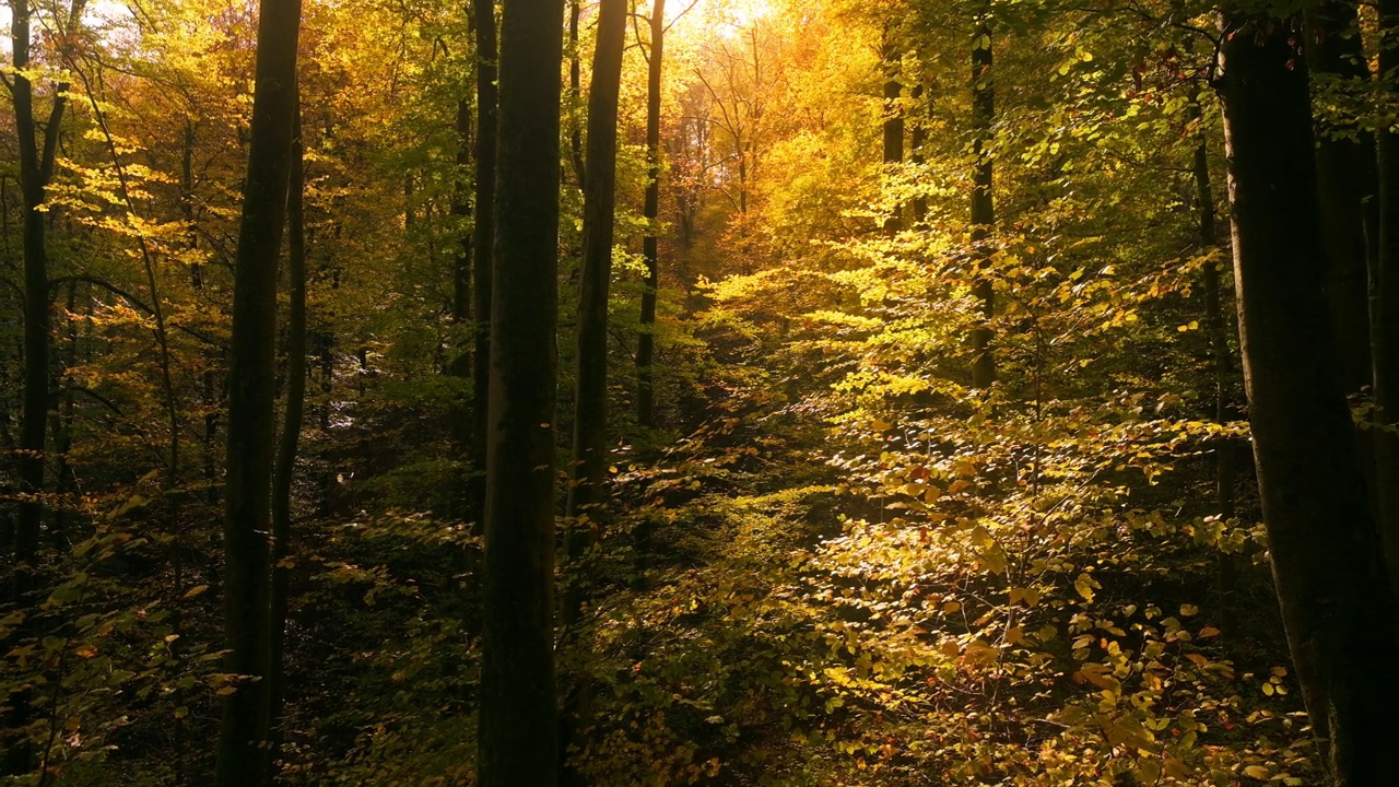 森林里秋天的景色对比强烈视频下载