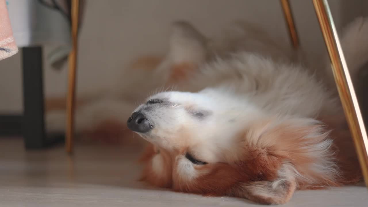 有趣的柯基毛茸茸的狗躺在厨房的椅子下面睡觉视频下载