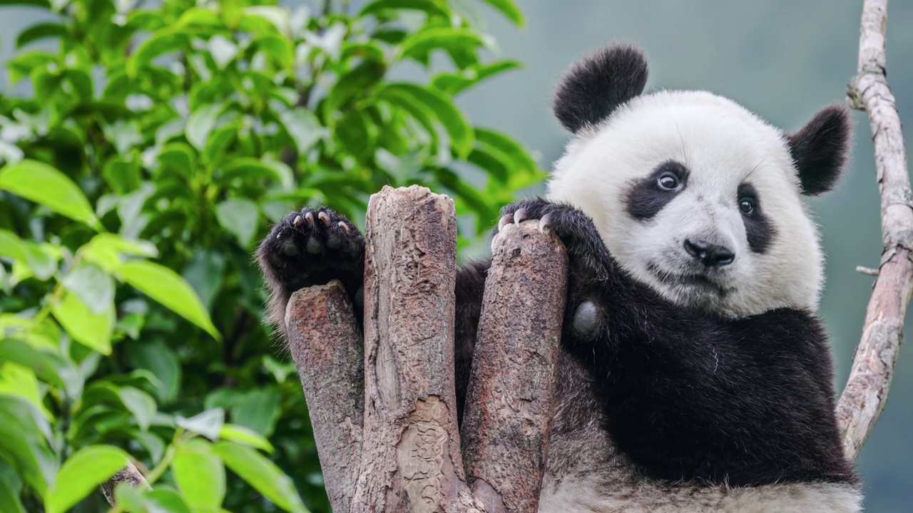 一只熊猫爬到树上玩视频下载