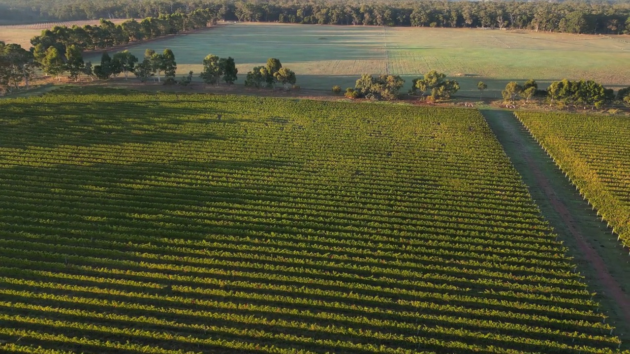 美丽的葡萄园在阳光下生长在神秘的日出在澳大利亚，无人机鸟瞰图视频素材