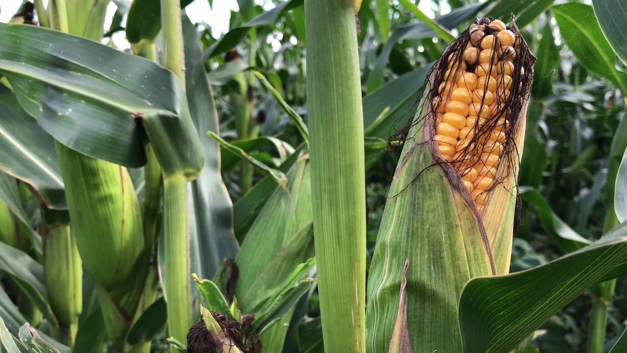 英国英格兰田地里成熟的玉米作物视频下载