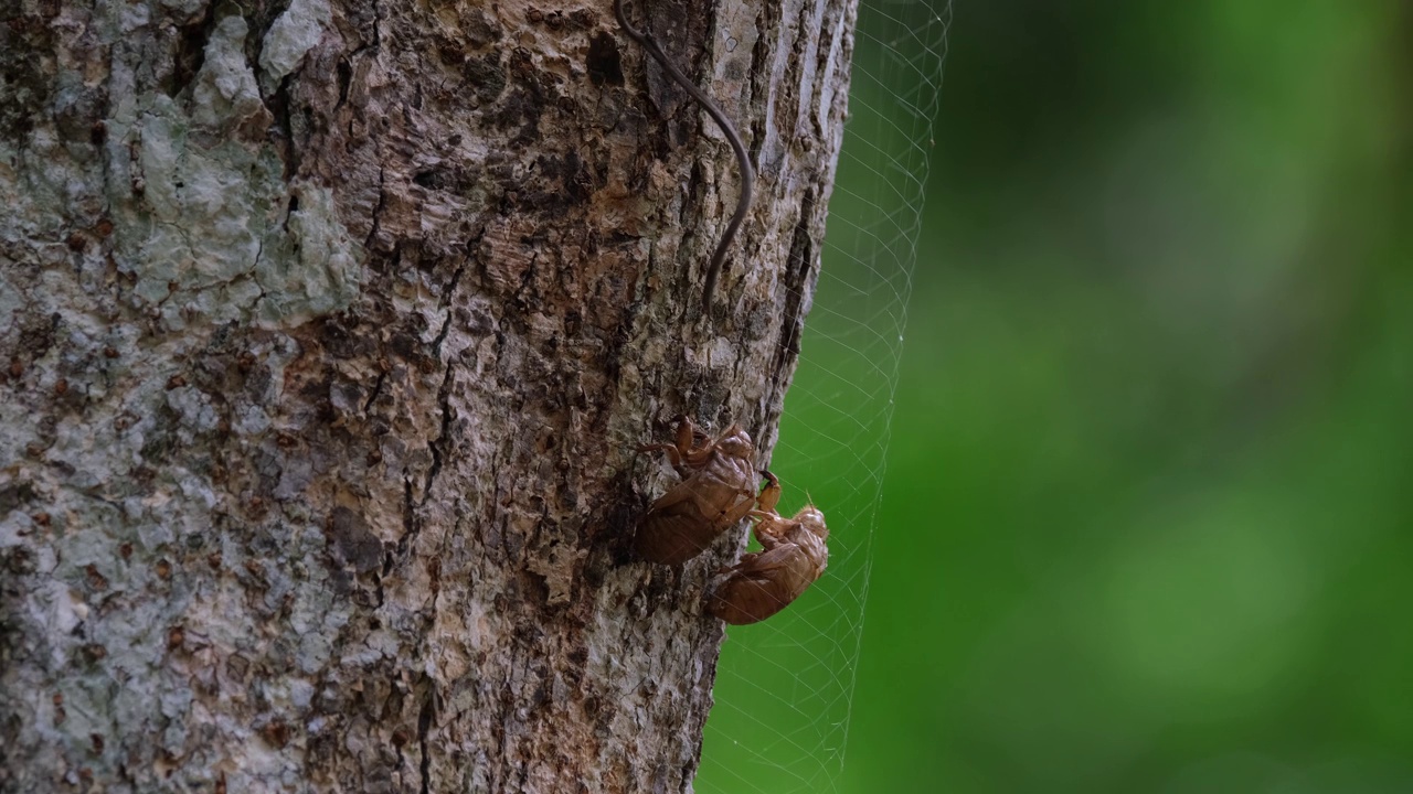 在泰国那空叻差玛(Nakhon Ratchasima)的考艾国家公园(Khao Yai National Park)，两只已经脱落的蝉皮被挂在一棵树干上。视频下载