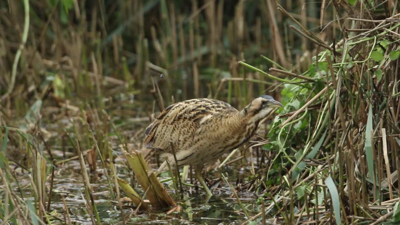一只罕见的猎食卤鸟，星牛头鸟，在湖边的芦苇床上寻找食物。视频下载
