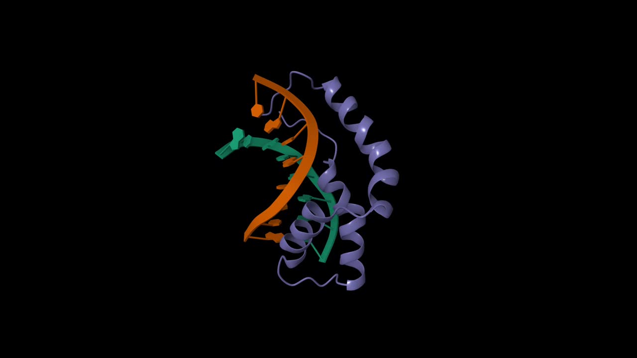 人类SRY-DNA复合体的结构视频素材