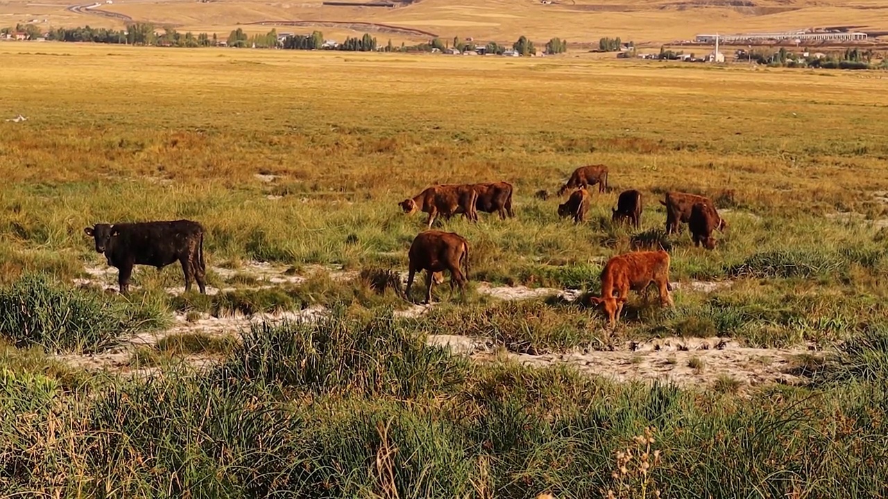 土耳其埃尔祖鲁姆，一群牛在自由地吃草。这些小牛，公牛和奶牛在农村自由饲养，因此提供优质的有机肉和有机奶。牲畜免费饲料。视频下载