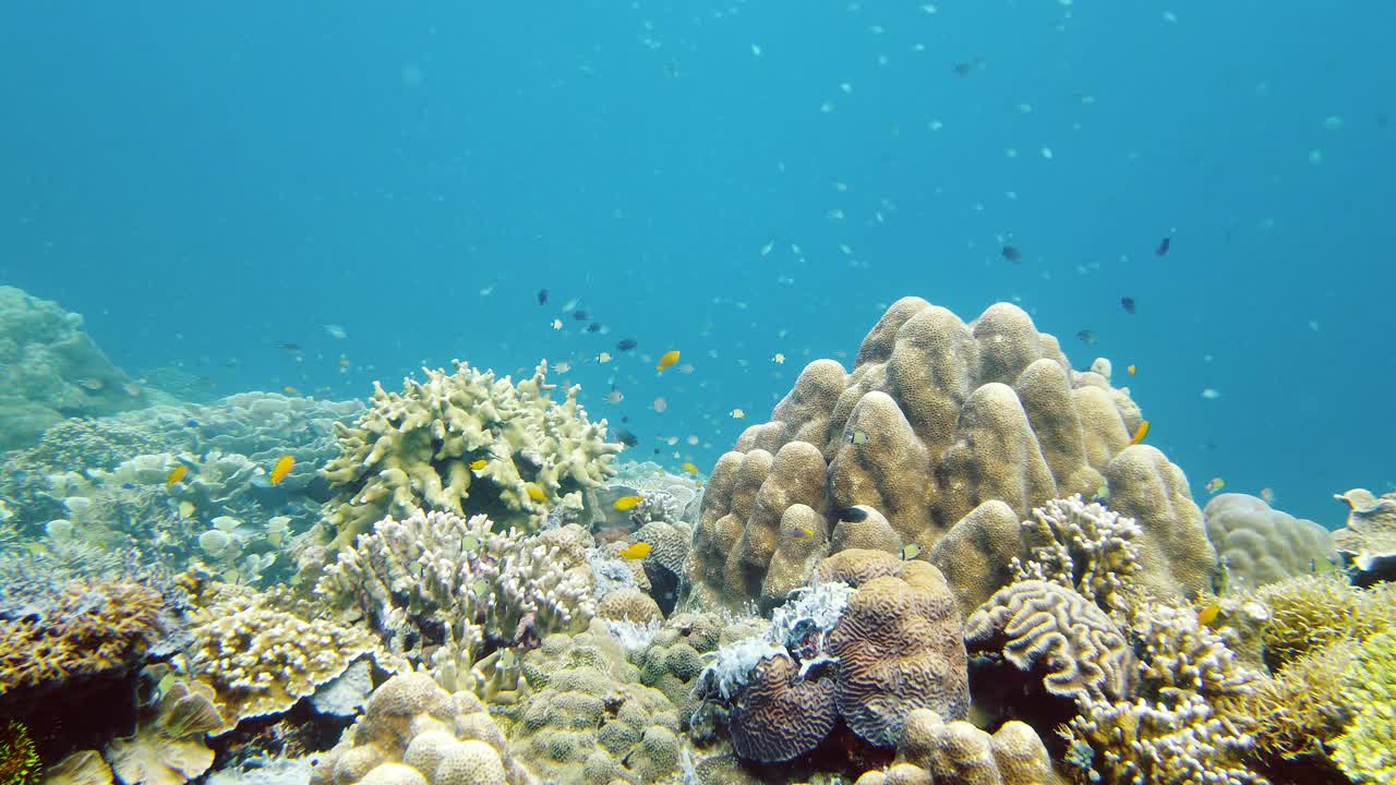 珊瑚礁的海底世界。莱特岛,菲律宾。视频下载
