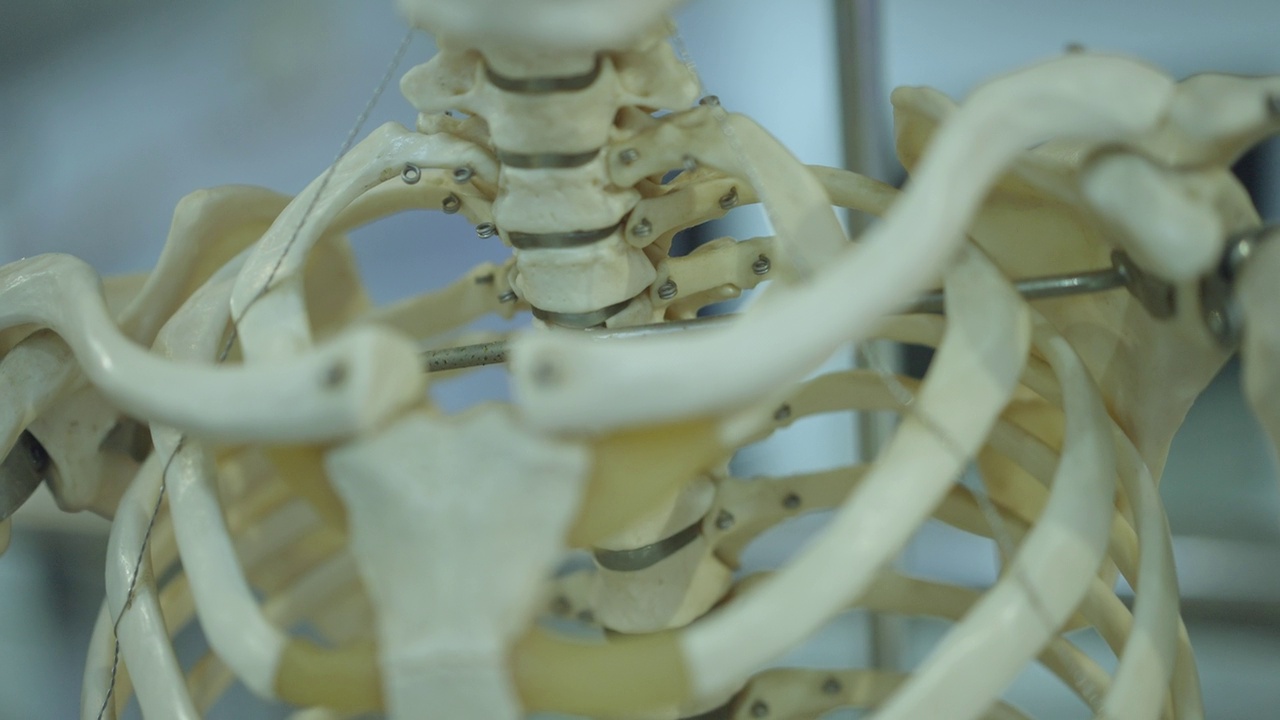医学教育和培训用人体肋骨骨骼特写视频下载