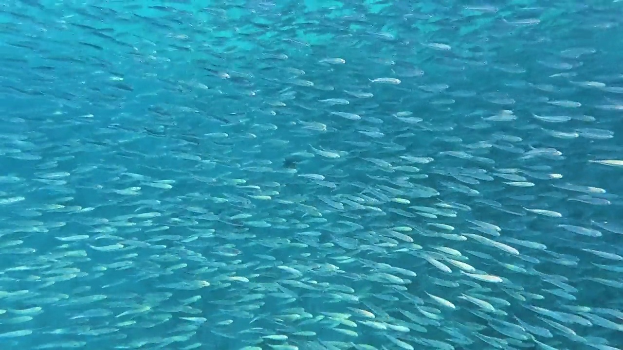一群鱼。视频素材