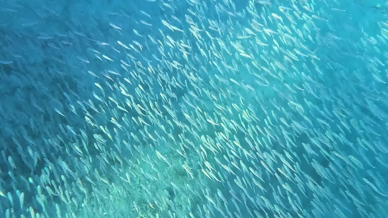 一群鱼。视频素材