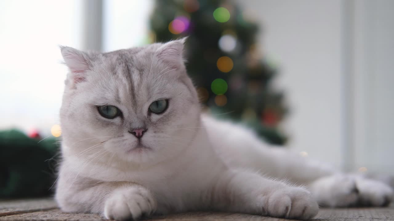 在模糊的圣诞背景上，一只迷人的猫的肖像。视频素材