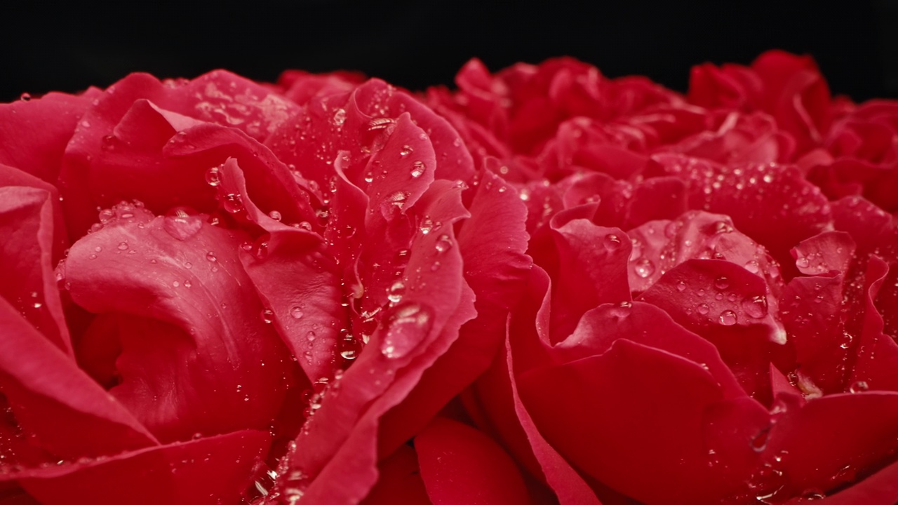 宏观上看，滑块上红开花的玫瑰，花瓣上带着露珠。花的地毯视频下载