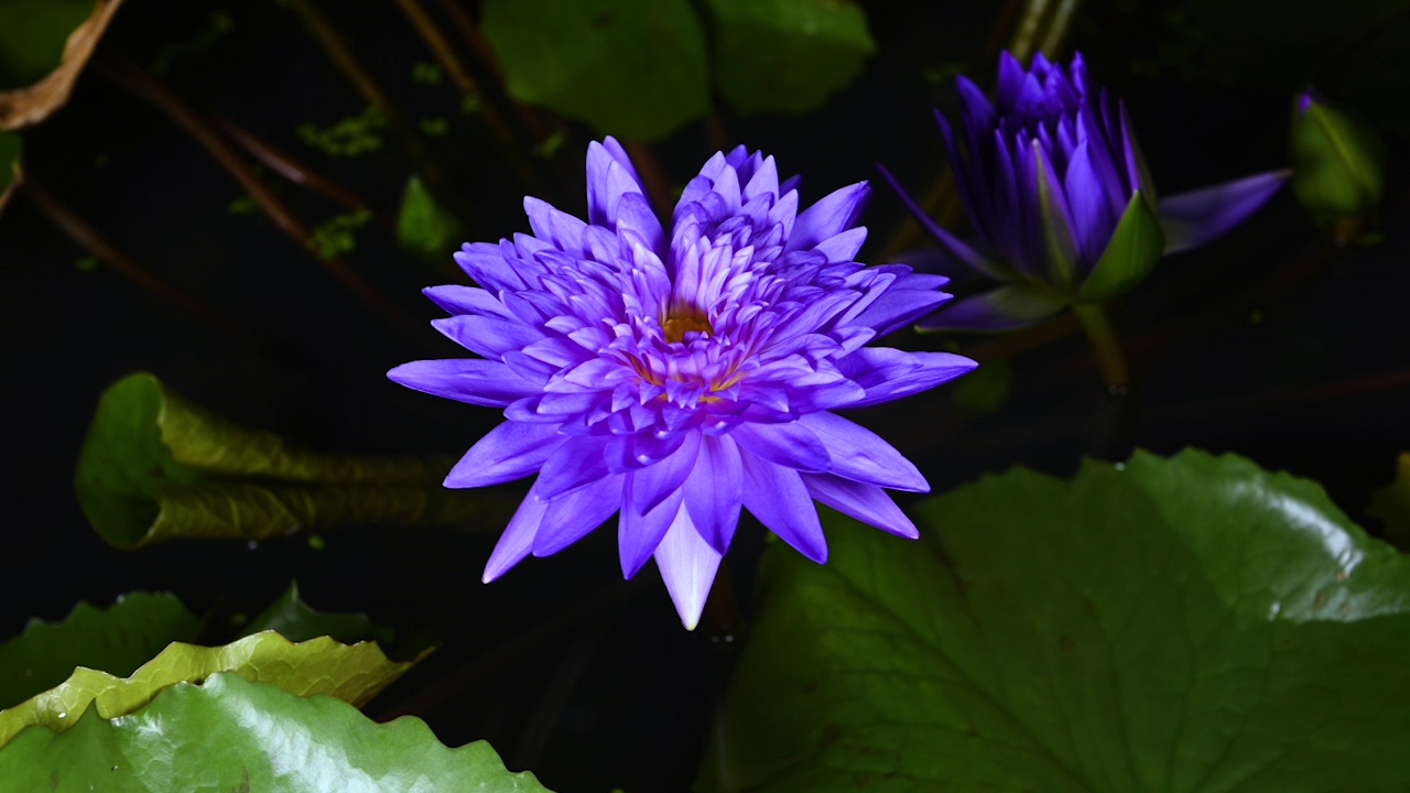 延时拍摄的美丽的紫色睡莲盛开在一个绿色的树叶背景池塘。视频下载