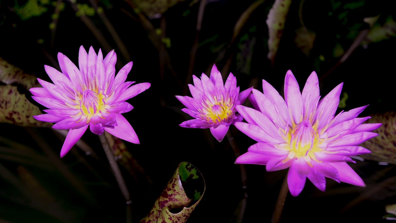 延时拍摄的美丽的紫色睡莲盛开在一个绿色的树叶背景池塘。视频下载