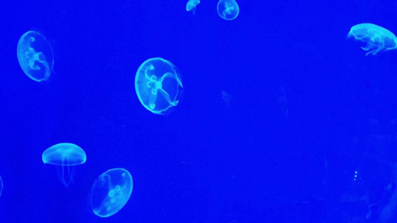 水族馆里的月亮水母视频下载