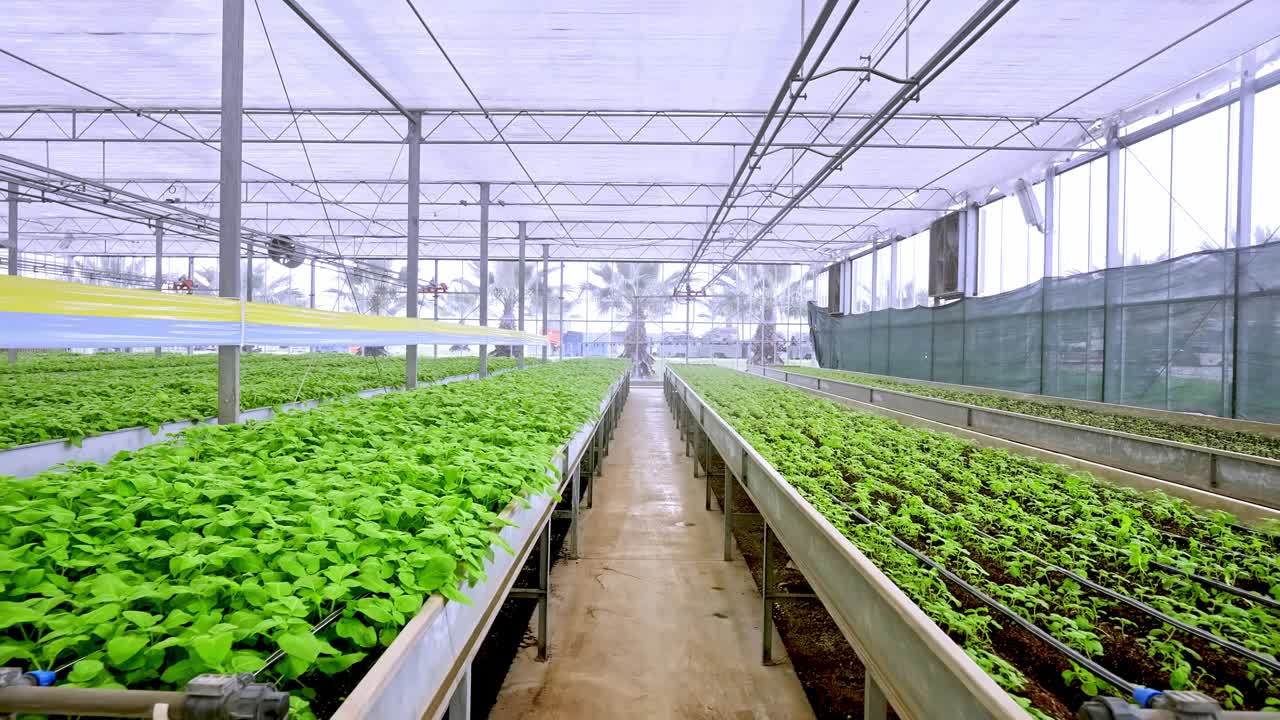 种植植物、花卉的农场温室视频下载