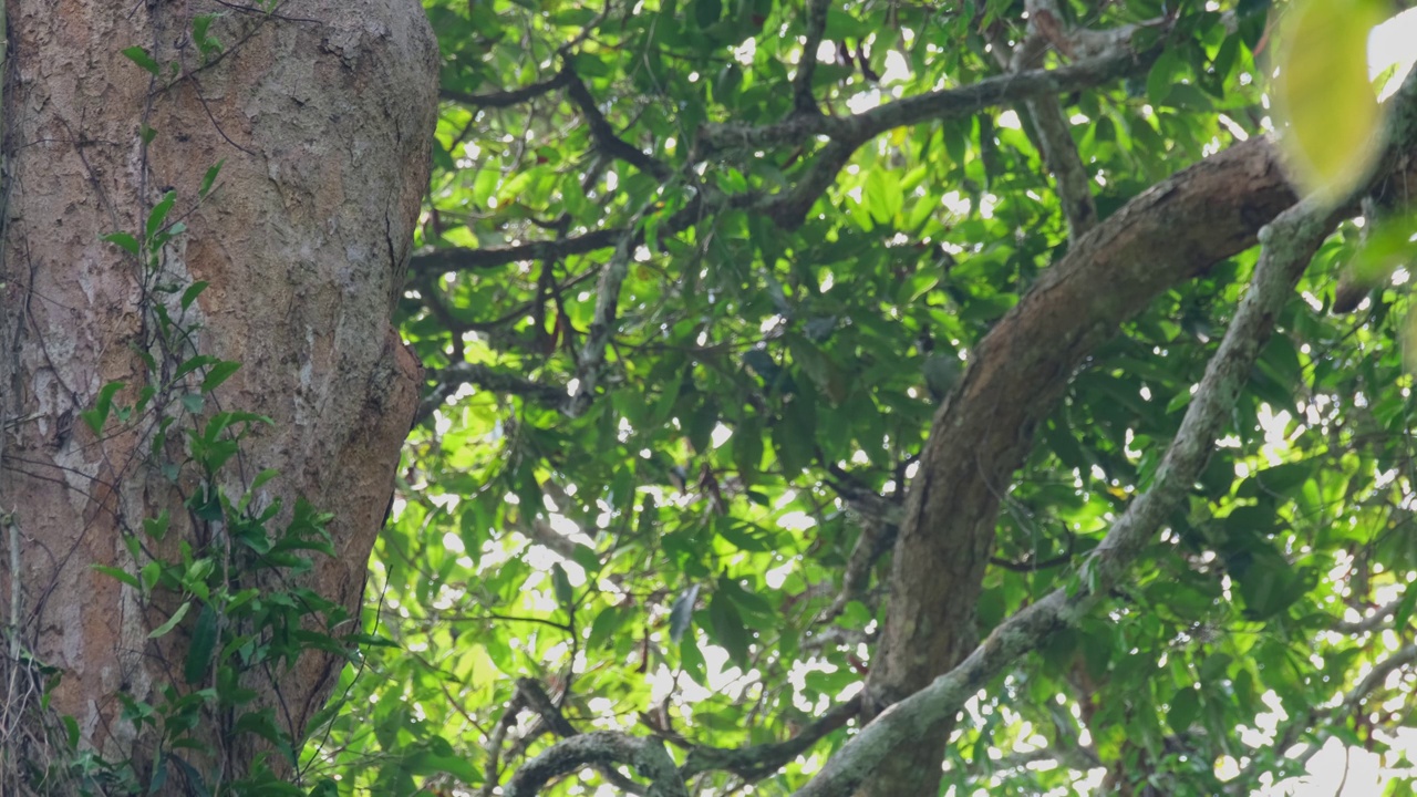 大犀鸟Buceros bicornis在考艾国家公园(Khao Yai National Park)的一棵大树洞里喂完配偶后，飞到画面的右下角消失了。视频下载