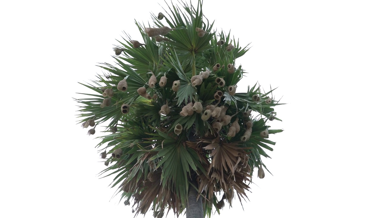 亚洲巴叶织女(Ploceus philippinus)巢的干草挂在树上。南inida视频下载