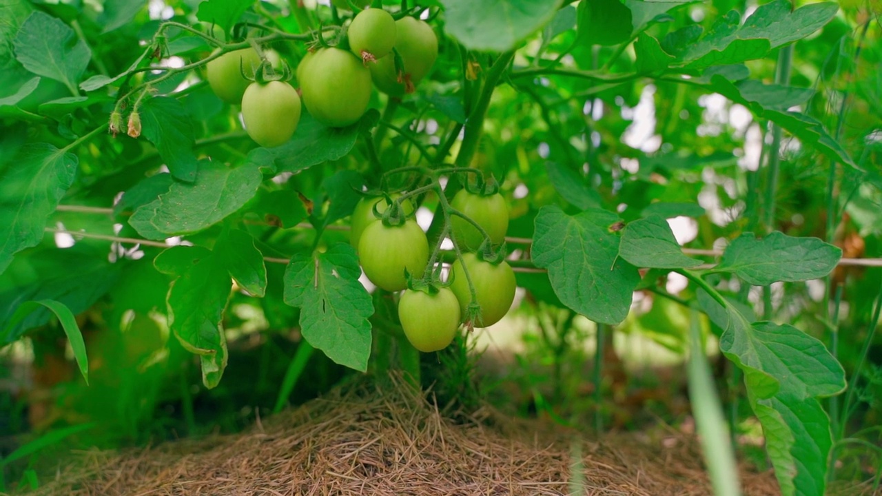 挂在种植园上的绿番茄，特写视频素材