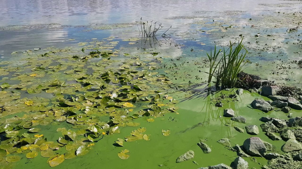 被蓝藻污染的绿水视频下载