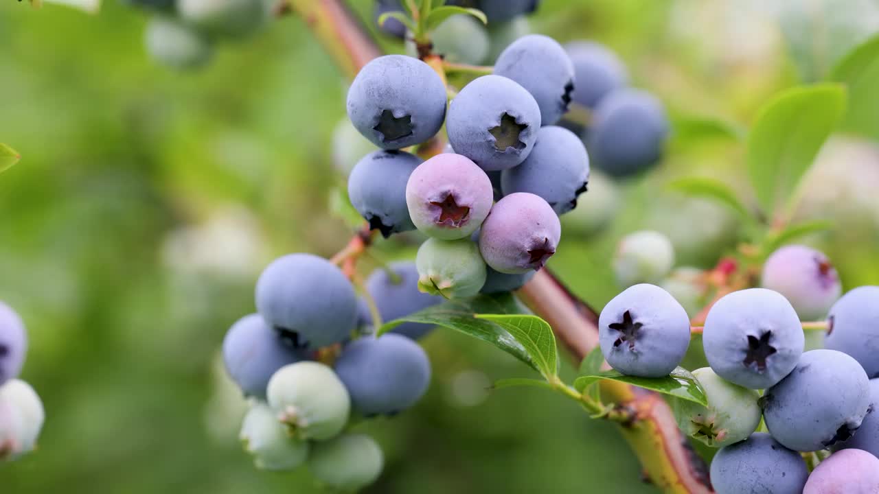 蓝莓在灌木丛中成熟。蓝莓灌木。在花园里种浆果。视频下载