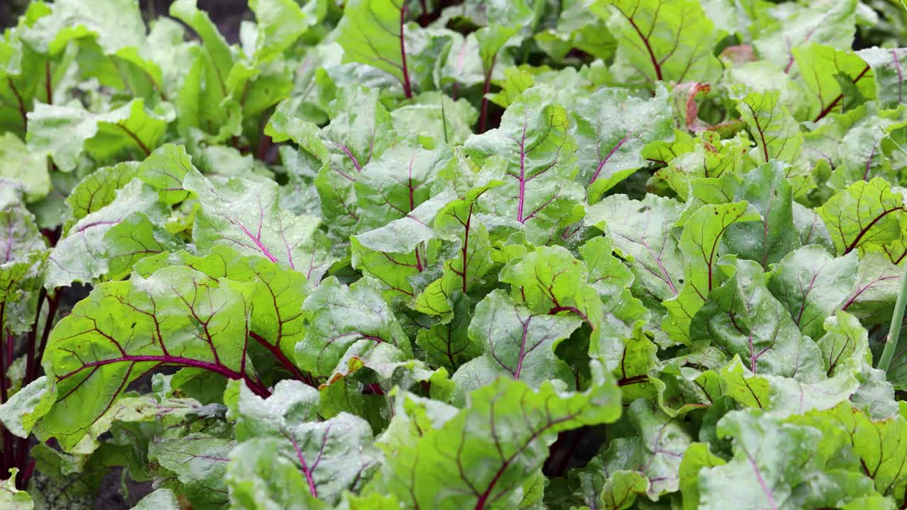 雨后生长在花园床上的有机绿红色甜菜根嫩叶。视频下载