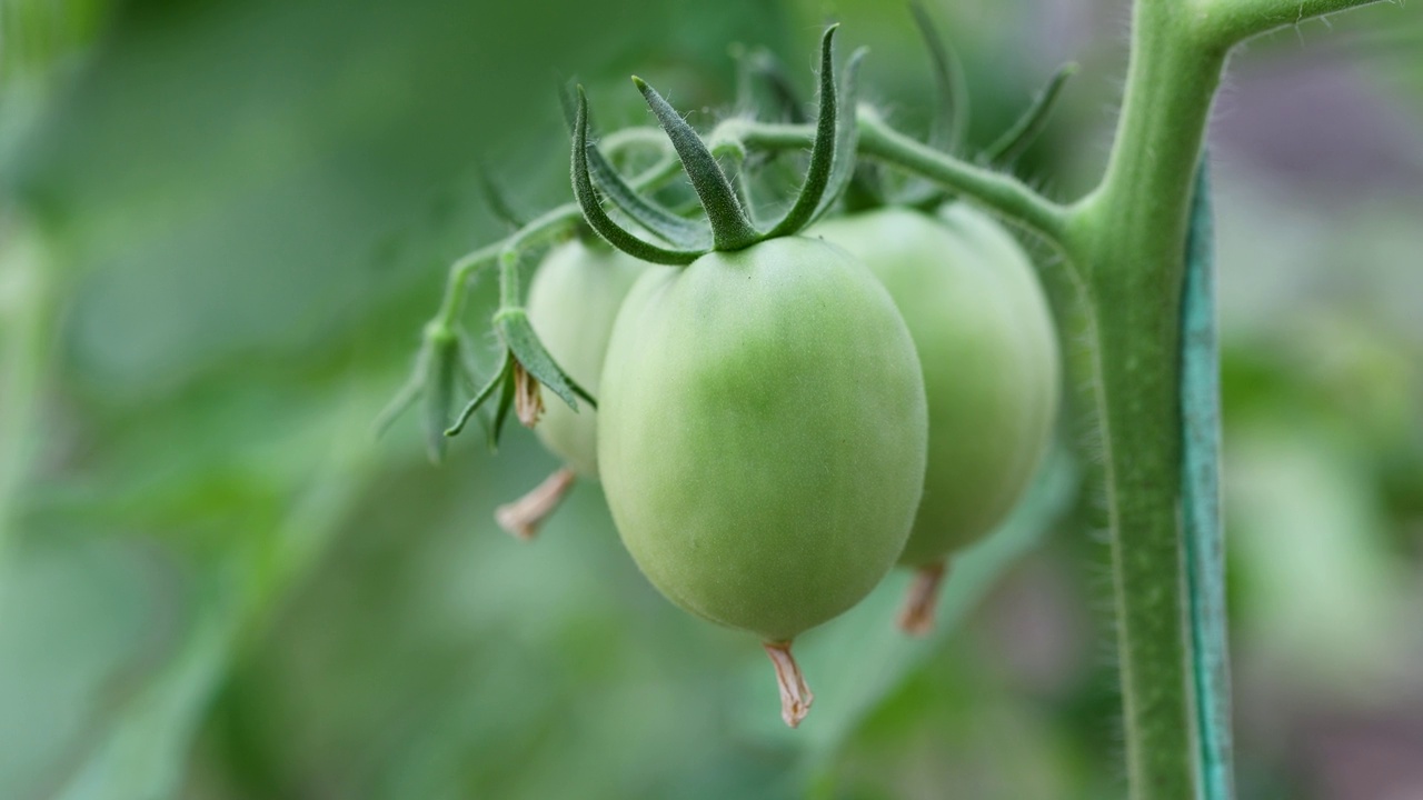 绿番茄种植园内的番茄。小番茄在花园里生长。视频下载