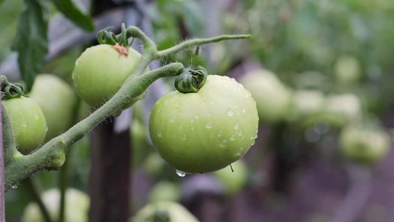 绿番茄种植园内的番茄。小番茄在花园里生长。视频下载
