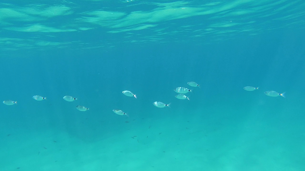 西班牙布拉瓦海岸地中海的一群鱼视频下载
