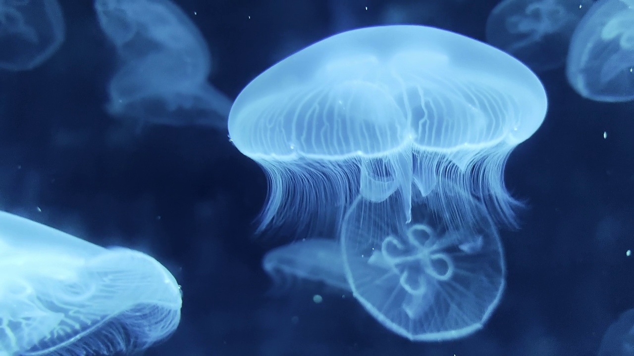 水母游进深蓝色的大海视频下载