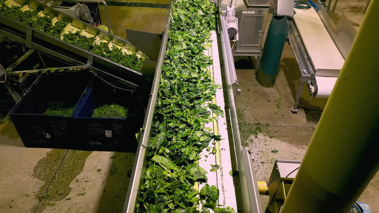 菠菜加工厂。晾衣绳上的新鲜菠菜叶。视频下载
