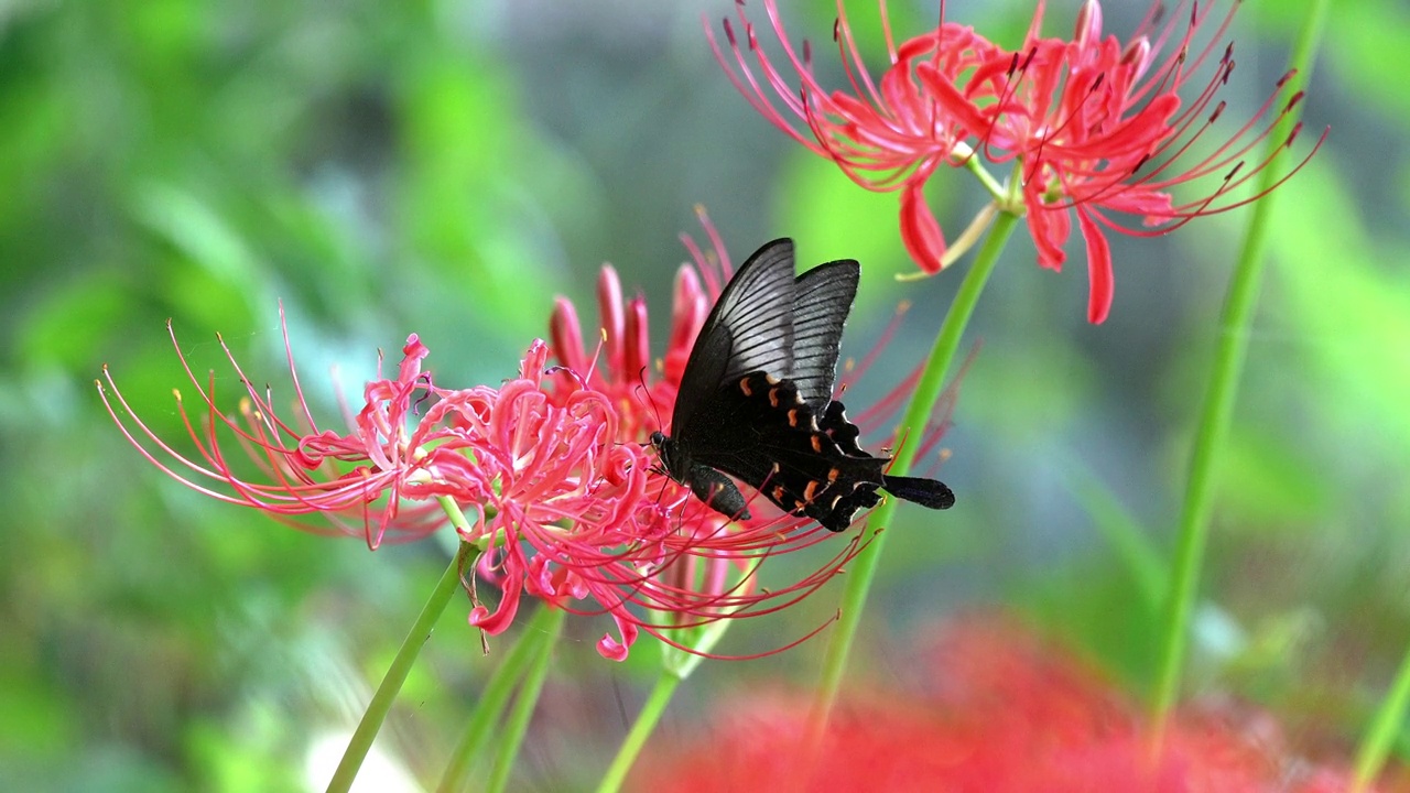 黑燕尾，从一簇朱顶花中吸取花蜜视频下载