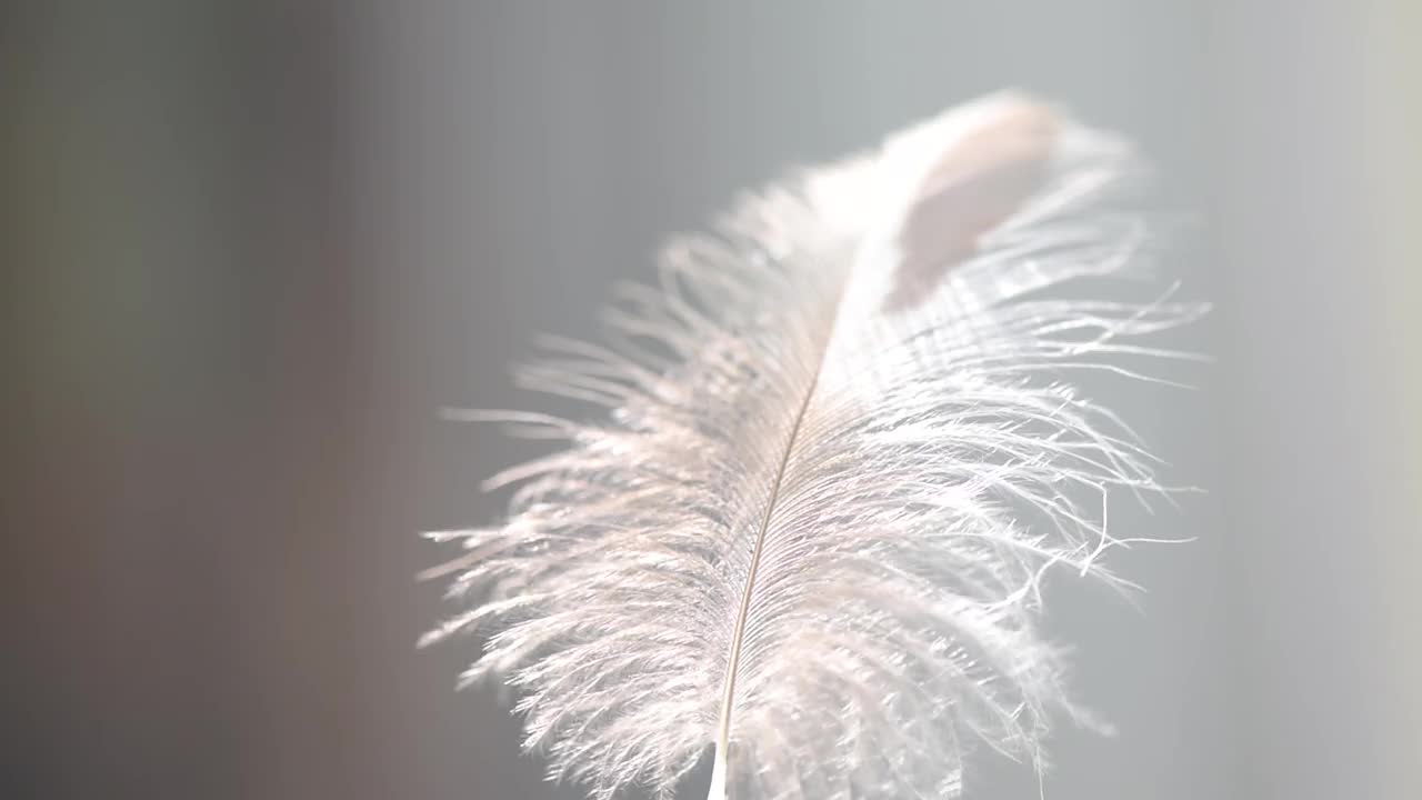 野鸟的羽毛在风中作为背景视频下载