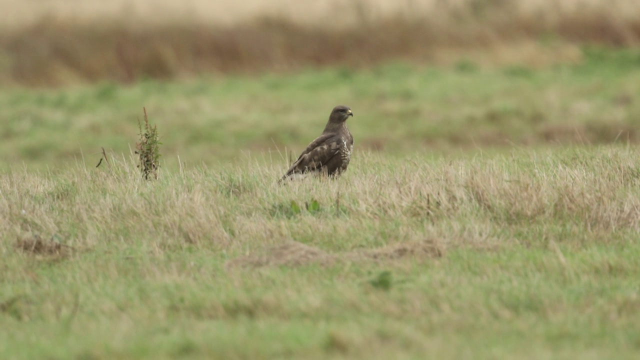 一只狩猎的秃鹰，Buteo Buteo，栖息在草地上。视频下载