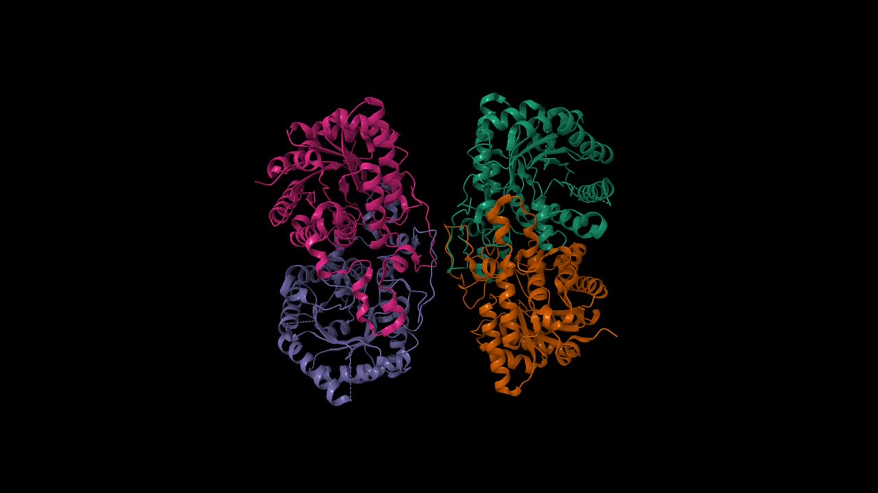 人肾甜菜碱-同型半胱氨酸甲基转移酶的低温电镜结构视频素材