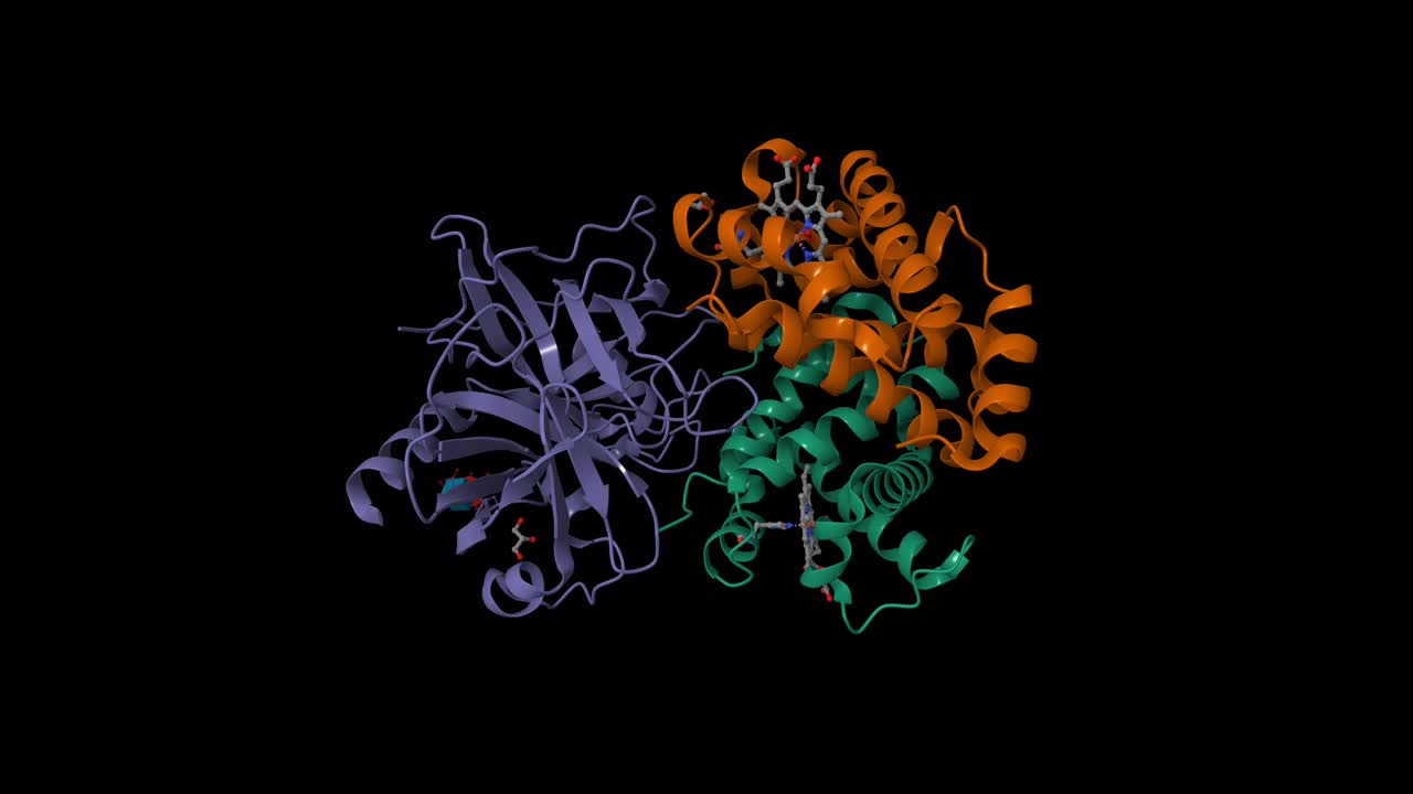人触珠蛋白-血红蛋白复合物的结构视频素材