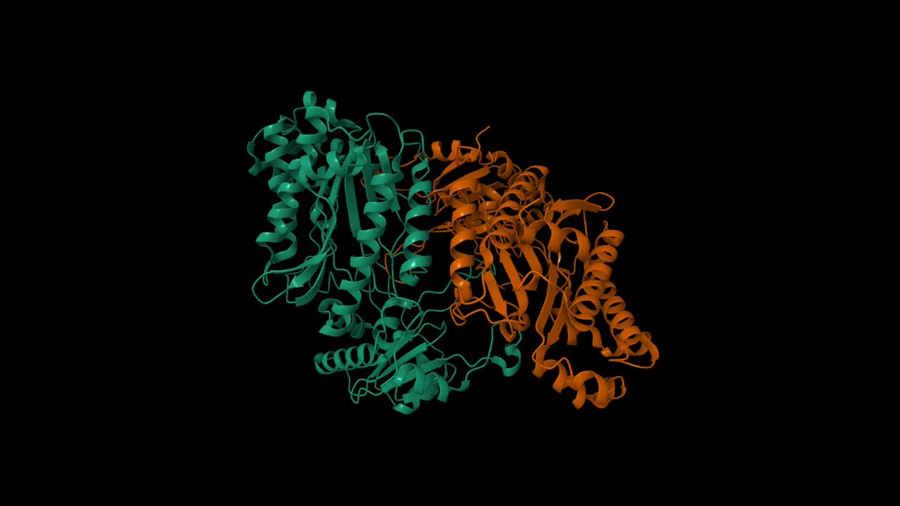人增殖酶的晶体结构视频下载