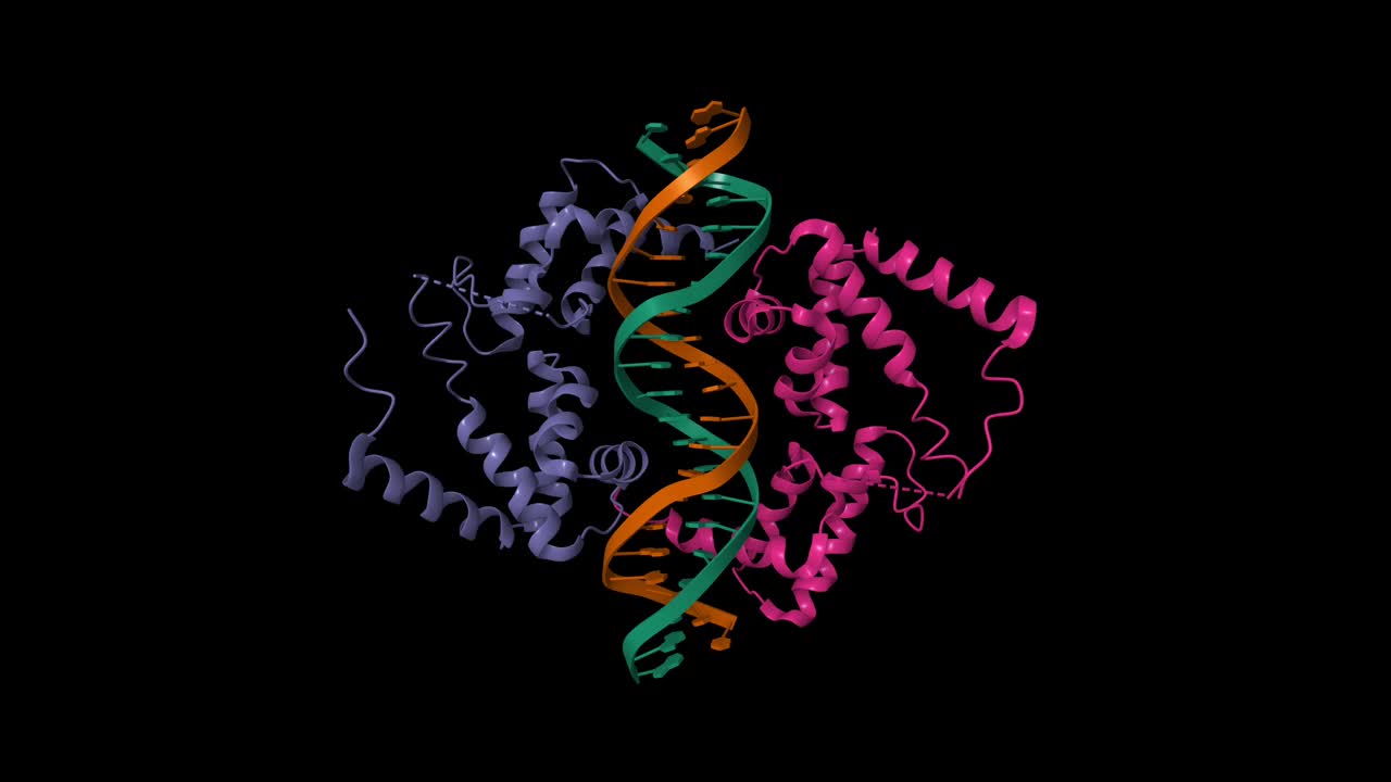 结合DNA的肝细胞核因子1a的结构视频下载