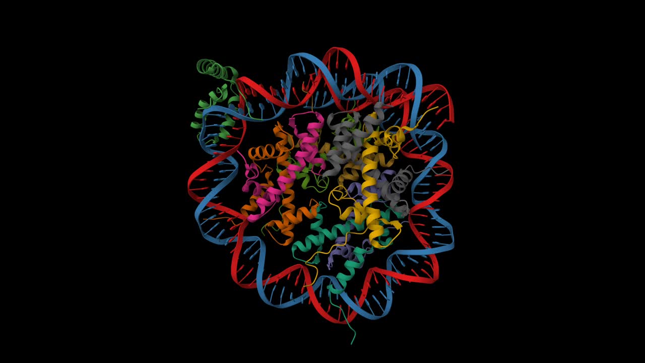 人Sox2(浅棕色)转录因子与核小体复合体的结构视频下载