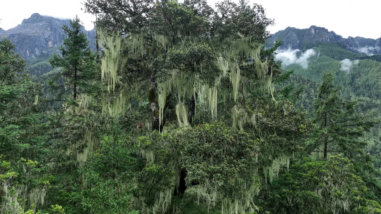 中国四川美丽的森林景观视频素材