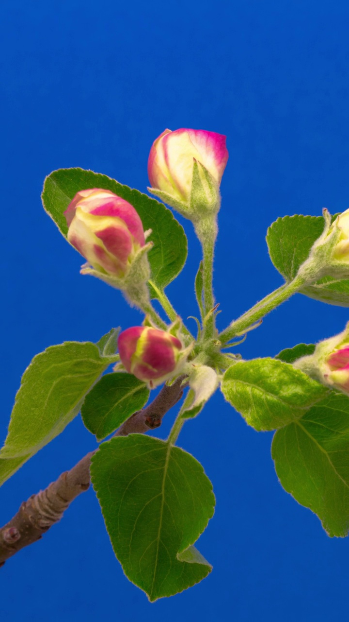 4k垂直延时的野生苹果树花开花，生长在蓝色的背景。海棠盛开的花。垂直延时9:16比例手机和社交媒体就绪。视频素材