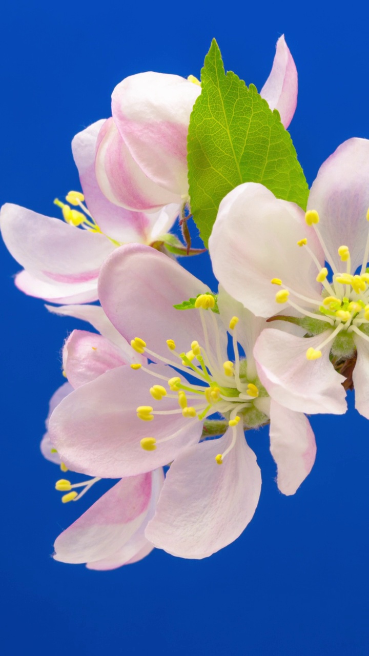 4k垂直延时的野生苹果树花开花，生长在蓝色的背景。海棠盛开的花。垂直延时9:16比例手机和社交媒体就绪。视频素材