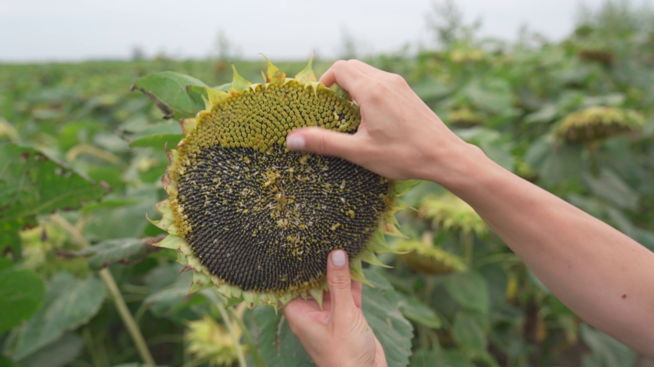 农民的手触摸盛开的向日葵。女子手拿成熟的向日葵从花序上清洗花朵的特写，黑色的种子清晰可见。4K中的农业和收获概念。视频片段。视频下载