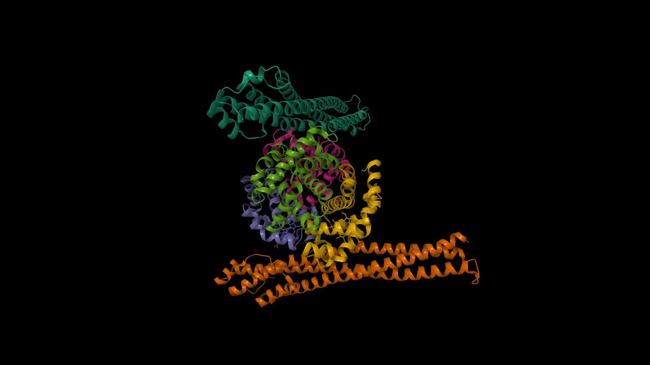 刚果锥虫接触红蛋白-血红蛋白受体(上、下)与血红蛋白复合物视频下载