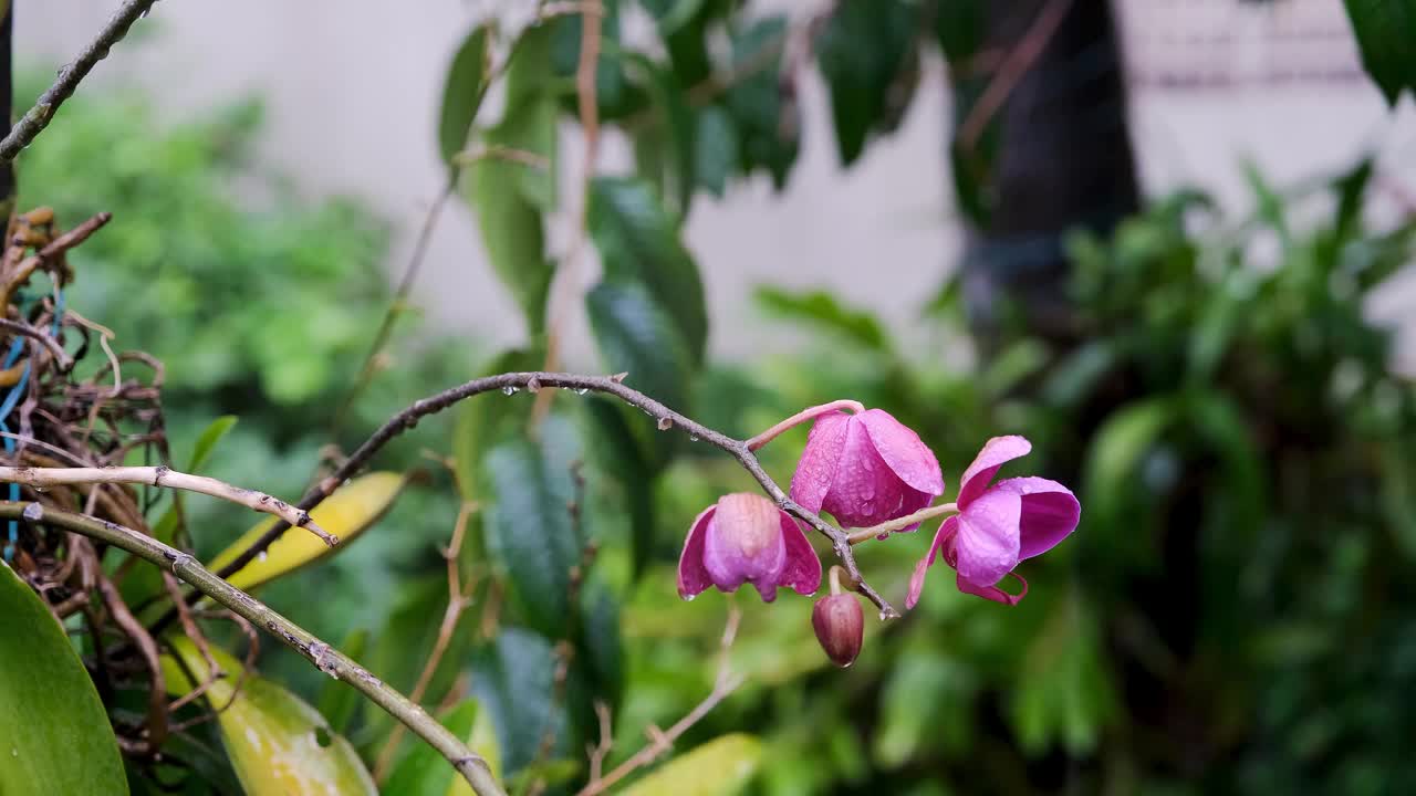 一朵美丽的紫兰花挂在树上，保护自己不受雨淋。视频下载