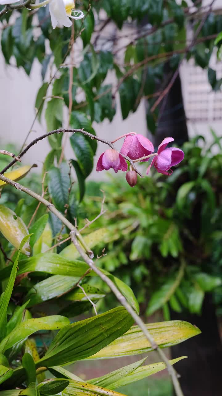 一朵美丽的紫兰花挂在树上，保护自己不受雨淋。视频下载