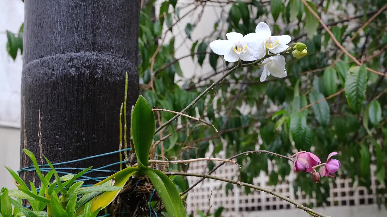 一朵美丽的白兰挂在树上，被雨淋湿了。视频下载