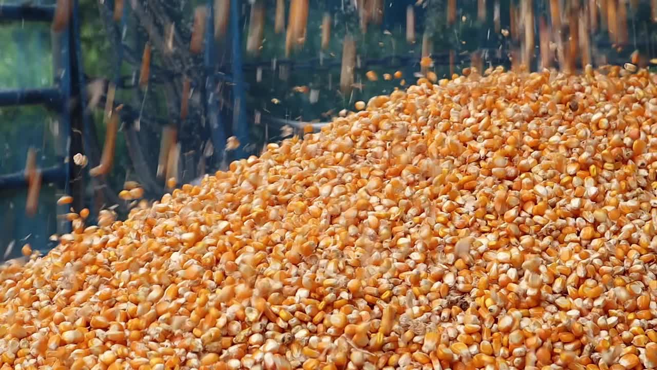 慢莫农业的玉米粒慢慢落在一辆小货车上。视频下载