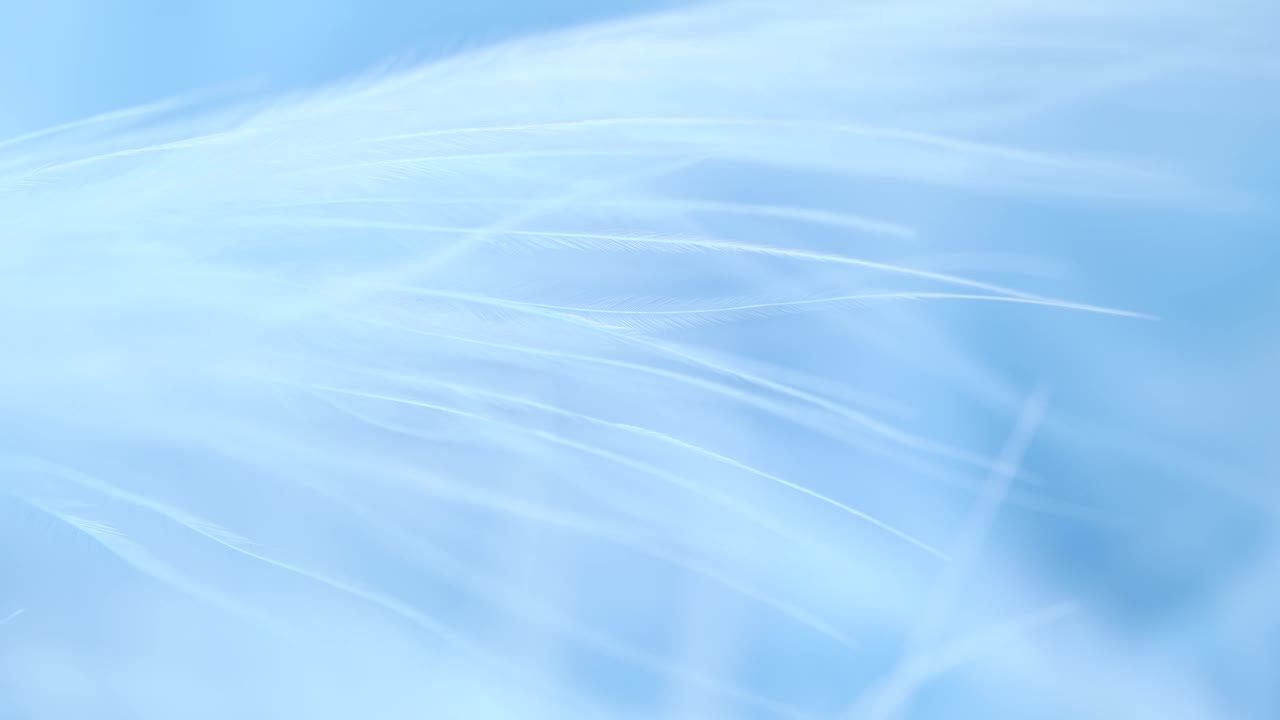 抽象温柔的蓝色羽毛背景。选择性对焦，慢动作羽毛背景。宏。蓝色绒毛背景视频素材